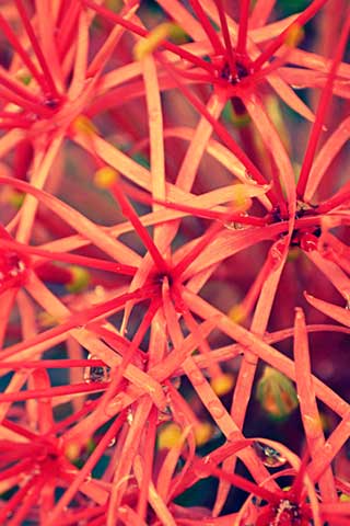 Android Wallpapers