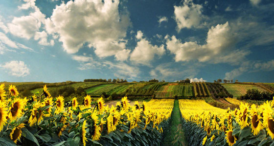 Summer Wallpapers