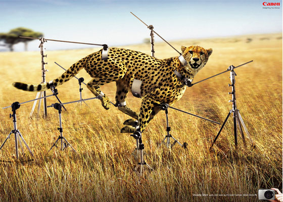 canoncheetah