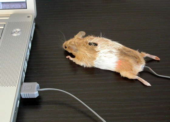 Amazing Computer Mouse Designs